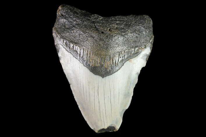 Bargain, Megalodon Tooth - North Carolina #76319